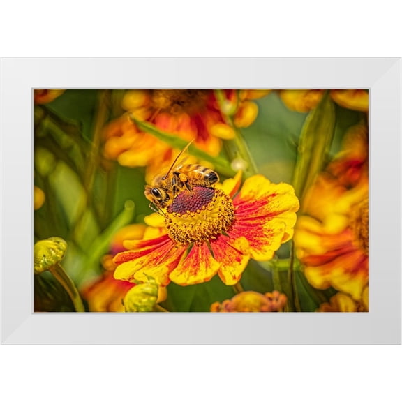 Jaynes Gallery 14x11 White Modern Wood Framed Museum Art Print Titled - USA-Colorado-Fort Collins Honey bee on coreopsis flower