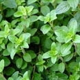 thumbnail image 4 of Organic Oregano from Greece - Whole, 60g - by Geusi Vounou, 4 of 5