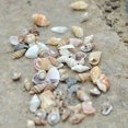 thumbnail image 2 of Mixed Assorted Sea Shells Natural Beach Seashells Aquarium Decoration Craft, 2 of 2