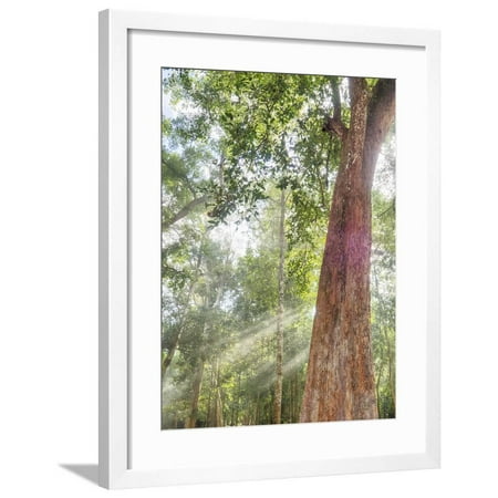 - Asia, Cambodia, Angkor Watt, Siem Reap, Fog with sunrays in the trees Framed Print Wall Art By Terry Eggers
