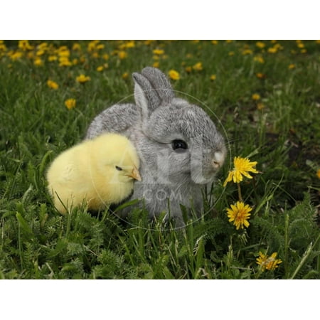 Gray Rabbit Bunny Baby and Yellow Chick Best Friends Print Wall Art By Richard
