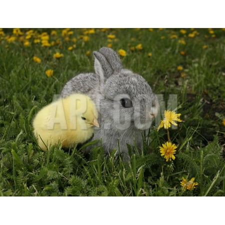 Gray Rabbit Bunny Baby and Yellow Chick Best Friends Print Wall Art By Richard