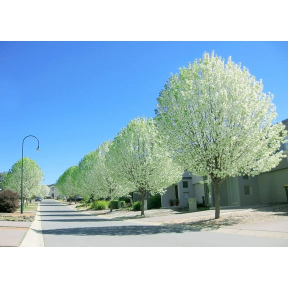 CZ Grain Silver Populus Alba Live Plant (4 Count)