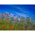 thumbnail image 2 of Gulin, Sylvia 14x12 White Modern Wood Framed Museum Art Print Titled - USA-Washington State-Palouse springtime with red poppies and bachelor buttons, 2 of 4