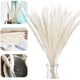 thumbnail image 1 of Pampas Grass, Pampas Grass Dried Pampas Grass, 1 of 4