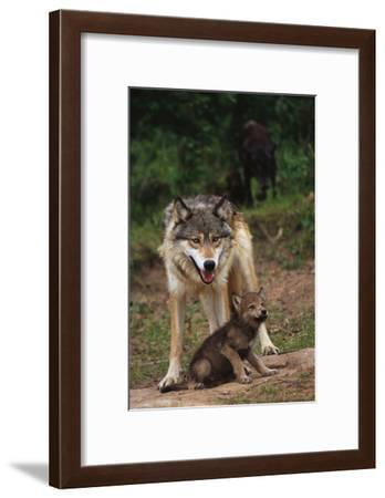 Pyramid America Grey Wolf Animal Framed Poster 14x20 inch