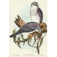 thumbnail image 2 of Gould, John 11x14 White Modern Wood Framed Museum Art Print Titled - New Holland Goshawk-Astur Nova-Hollandix, 2 of 4