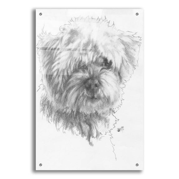 Epic Art 'Maltipoo' by Barbara Keith, Acrylic Glass Wall Art, 24"x36"