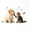 Cream White, variant on Homewish Kawaii Dog Cat Twin Comforter Sets,Pet Love Theme Bedding Set,White,Polkadot Reversible,2-Piece,1 Comforter and 1 Pillowcase