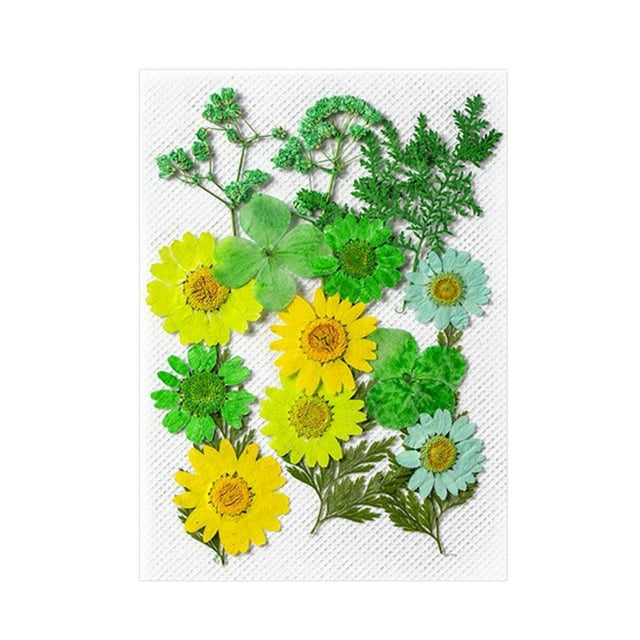 segolike Dried Pressed Flowers Craft Making Beautiful Real Dried Flowers for Scrapbooking Green