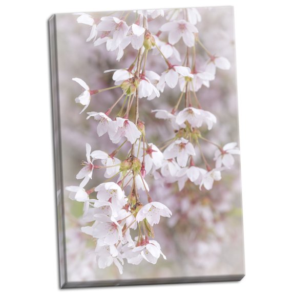 Gango Home Decor Contemporary Soft Cherry Blossoms I by Kathy Mahan (Ready to Hang); One 24x36in Hand-Stretched Canvas