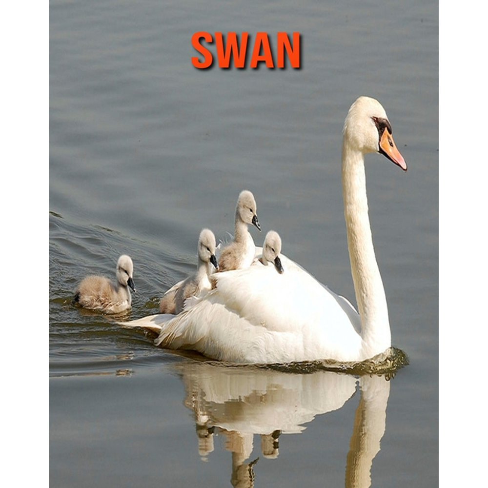 Swan Amazing Facts about Swan (Paperback)