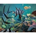 thumbnail image 2 of Fitzharris, Tim 18x15 White Modern Wood Framed Museum Art Print Titled - Old wives fish and fusiliers-Perth Aquarium-Australia, 2 of 4