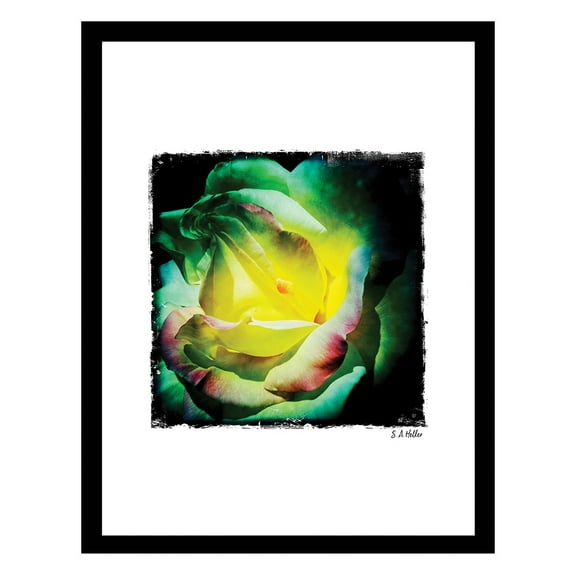 ROSE FLORA Framed Printed Photograph