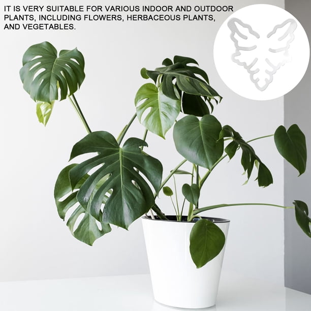 philodendron 'splendid' Philodendron Splendid | Verrucosum x Melanochrysum main image 1
