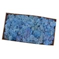 thumbnail image 4 of facefd Natural Dried Reindeer Moss Treated Immortal moss Crafts DIY Floral Decor Blue, 4 of 5