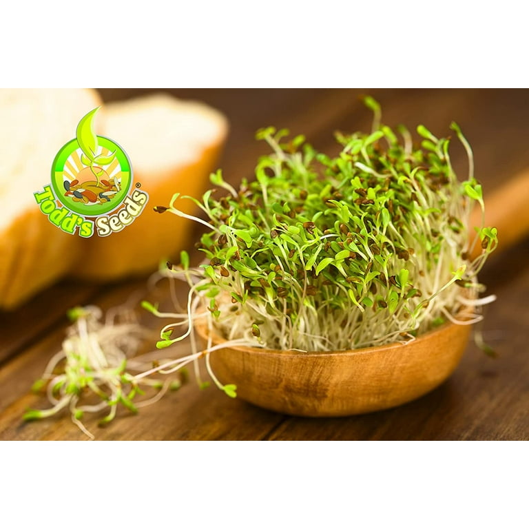 Organic Alfalfa Sprout Seeds Lb for Salad Sprouting