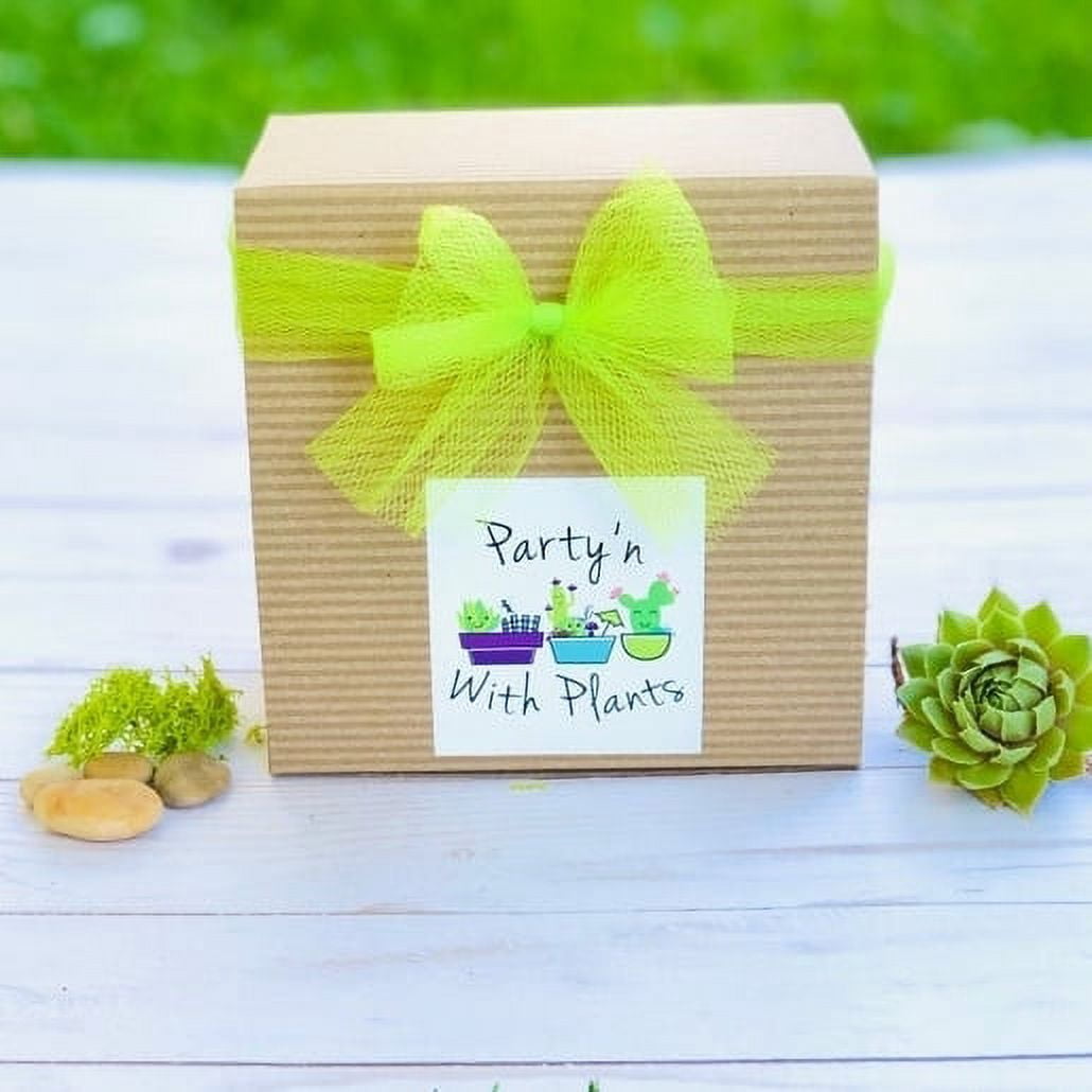 Sea Glass and Driftwood Succulent Terrarium Kit