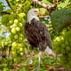 thumbnail image 4 of Colgante de búho repelente de pájaros con cascabeles | Carillón de viento para exteriores, jardín, huerto y patio | Decoración de espantapájaros para proteger cultivos y árboles frutales, 4 of 7