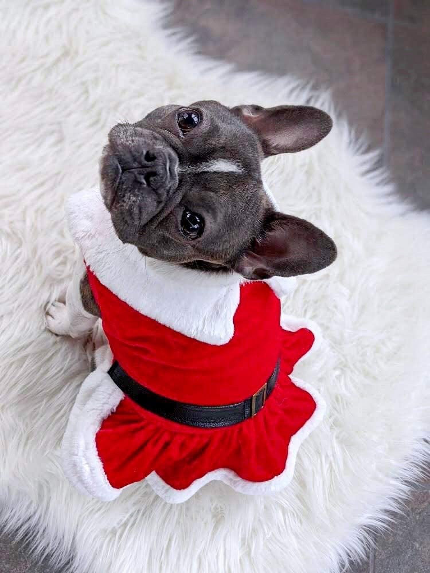 Parisian Pet Dog Christmas Dress – Pet Xmas Dog Dress – Mrs. Santa Claus Dog Costume – Red Velvet Skirt Small Dog Dress – Winter Fall Dog Clothes - Holiday Christmas Outfit for Small Dogs Girl - XS