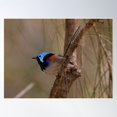 thumbnail image 2 of Wintery Variegated Fairy Wren Poster Wall Art, Modern Wall Decor For Living Room Bedroom, 24x36 UNFRAMED, 2 of 3