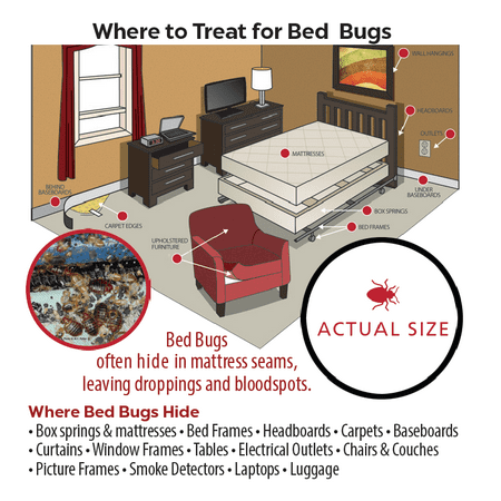 (2 pack) Harris Bed Bug Early Detection Glue Traps (8 Pack)