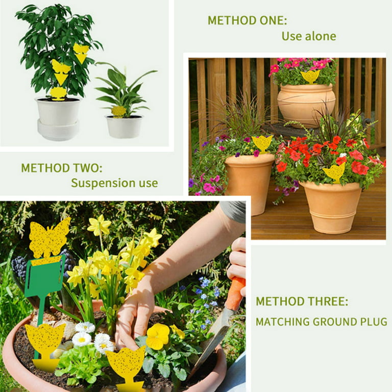 30 Pack Sticky Fruit Fly Trap and Fungus Gnat Traps Killer for Indoor and  Outdoor, Protect The Plant, Non-Toxic and Odorless 