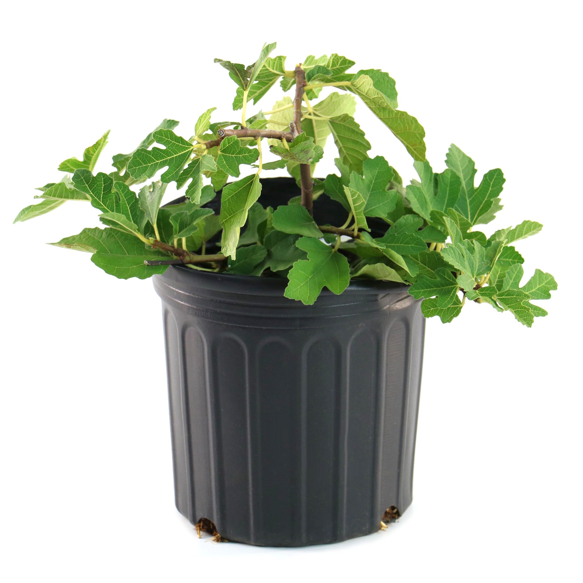 1 gal. Fig Kadota  Live Shrub with Full Sunlight