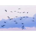 thumbnail image 2 of Paulson, Don 32x24 Gold Ornate Wood Framed with Double Matting Museum Art Print Titled - New Mexico Sandhill cranes in flight near sunset, 2 of 4