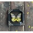 thumbnail image 4 of Framed Entomology Art Display Butterfly Spotted Sawtooth Dried Wing Shadow Box Curiosity Tabletop Wall Hanging Moody Gothic Home Decor K12-10-DE, 4 of 5