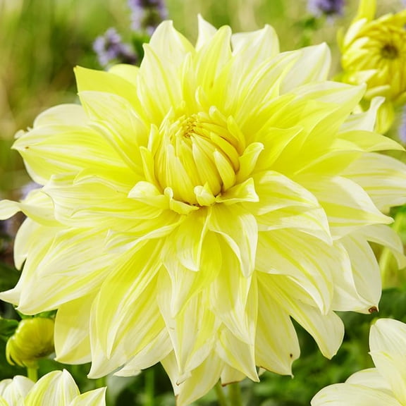 La Luna Dahlia Flower Tubers - 3 Bulbs per Pack - Huge Blooms up to 10" Wide - Blooms All Summer - Grows Well in Containers - Deer Resistant - Good as Cut Flowers