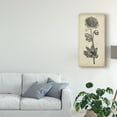 thumbnail image 3 of Trademark Fine Art 'Singular Beauty I' Canvas Art by Vision Studio, 3 of 4