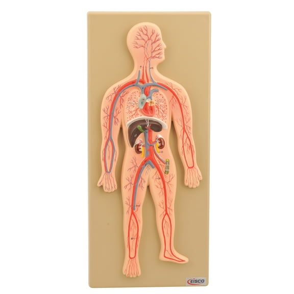 Eisco Labs Human Circulatory System Model, Hand Painted