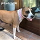 thumbnail image 5 of Collar de perro con tachuelas de cuero de microfibra ajustable con regalo de bola chirriante Adepaton CPB-US-YY35-8, 5 of 5