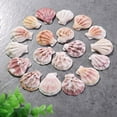 thumbnail image 3 of Diy decorative seashell for decoration 100 seashells, 3 of 3