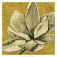 thumbnail image 3 of Goldberger, Jennifer 15x15 Black Modern Framed Museum Art Print Titled - Ecru Magnolia II, 3 of 5