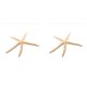 thumbnail image 2 of Cateissary Natural 5-12 cm/10-12 cm dedo blanco estrella de mar mar elegante hogar pelo boda decoración y proyecto artesanal Type4 NO4, 2 of 6