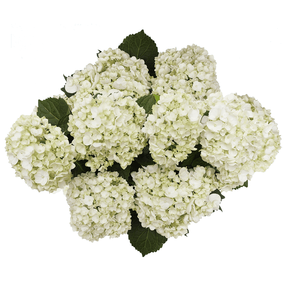 50 White Mini Hydrangea Flowers- Beautiful Fresh Cut Flowers- Express