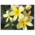thumbnail image 4 of Hawaiian Plumeria Plant Cuttings Mixed Colors 10" Long Sun 4 Pack, 4 of 8