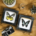 thumbnail image 2 of 2 Framed Butterfly Shadow Box White Wooden Frame Entomology Wall Art Insect Display Gothic Dark Academia Curiosity Home Decor Tabletop Hanging Gallery Bedroom K12-10TR11TR, 2 of 5