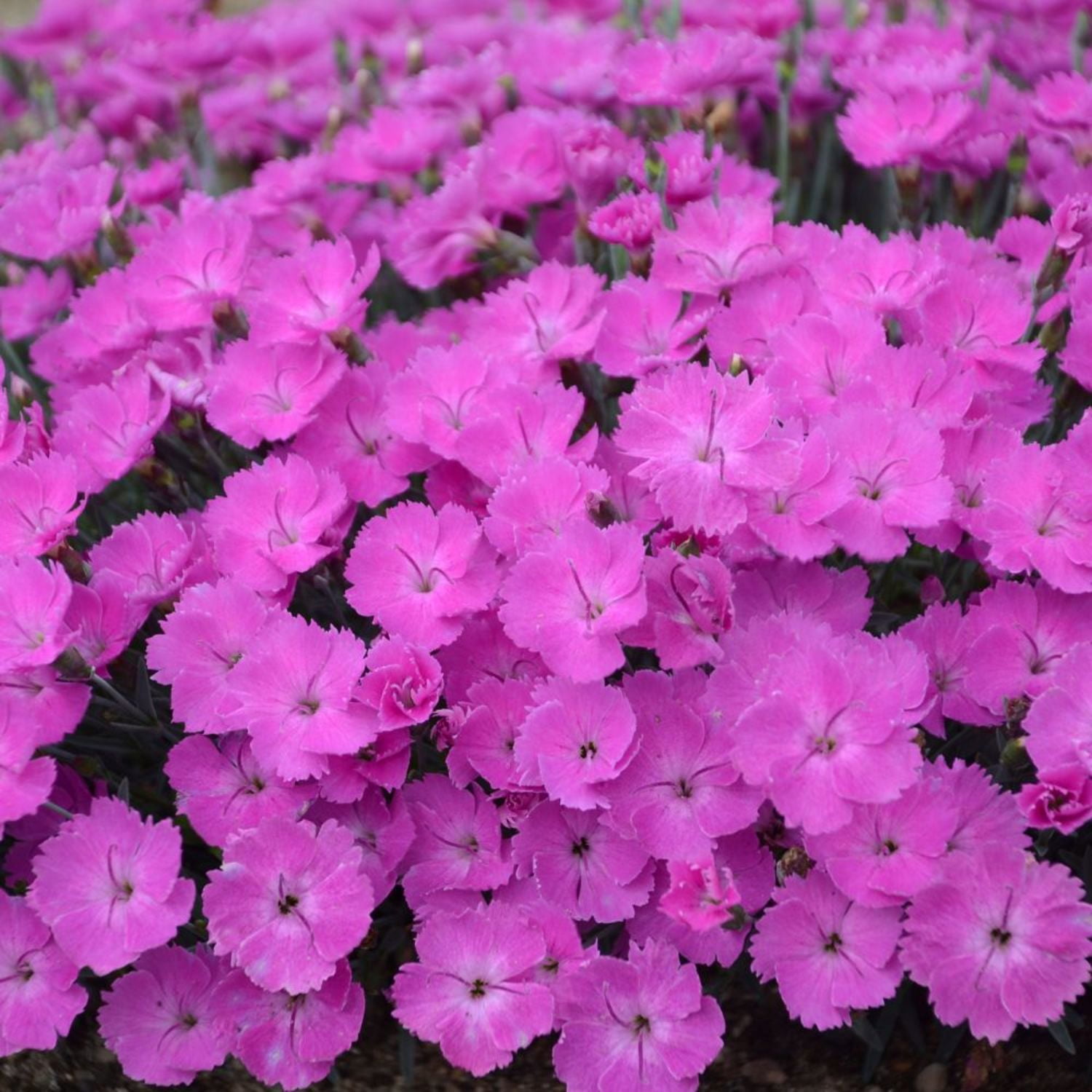 Proven Winners 6" Pink 'Paint the Town Fuchsia' Pinks Live Plant in 6.5" Pot