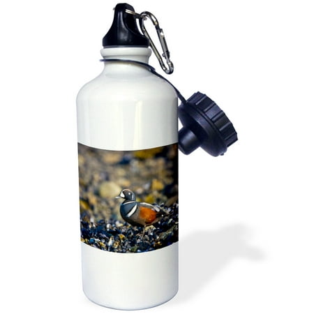- 3dRose Alaska, Glacier Bay National Park, Harlequin Duck - US02 GLU0004 - Gary Luhm, Sports Water Bottle, 21oz