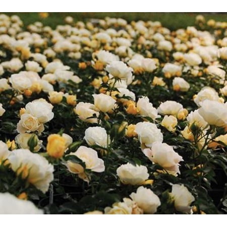 Popcorn Drift® Yellow Groundcover Rose - Live Plant ( 1 QT )