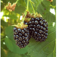 thumbnail image 4 of Set 2 Arapaho Thornless BlackBerry Plants Live for Planting, Blackberries Plants Fruit Bushes Outdoor Garden 4 to 6 Inch Tall, 4 of 6