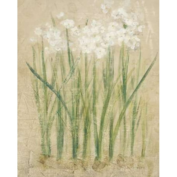 Narcissus Cool Poster Print by Cheri Blum (10 x 12)