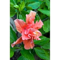 Hibiscus Flowers Antigua West Indies Caribbean Poster Print by Nico Tondini - 18 x 26 in.