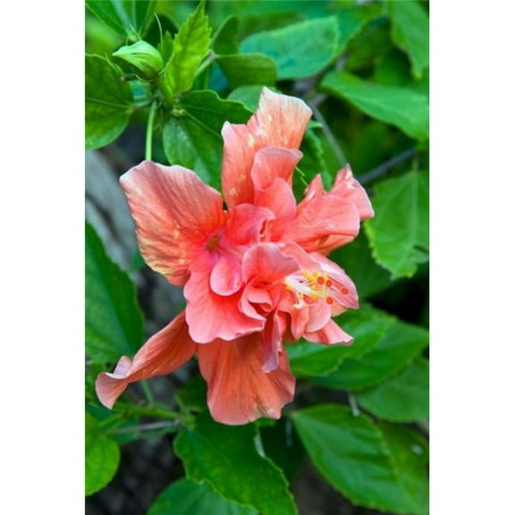 Hibiscus Flowers Antigua West Indies Caribbean Poster Print by Nico Tondini - 18 x 26 in.