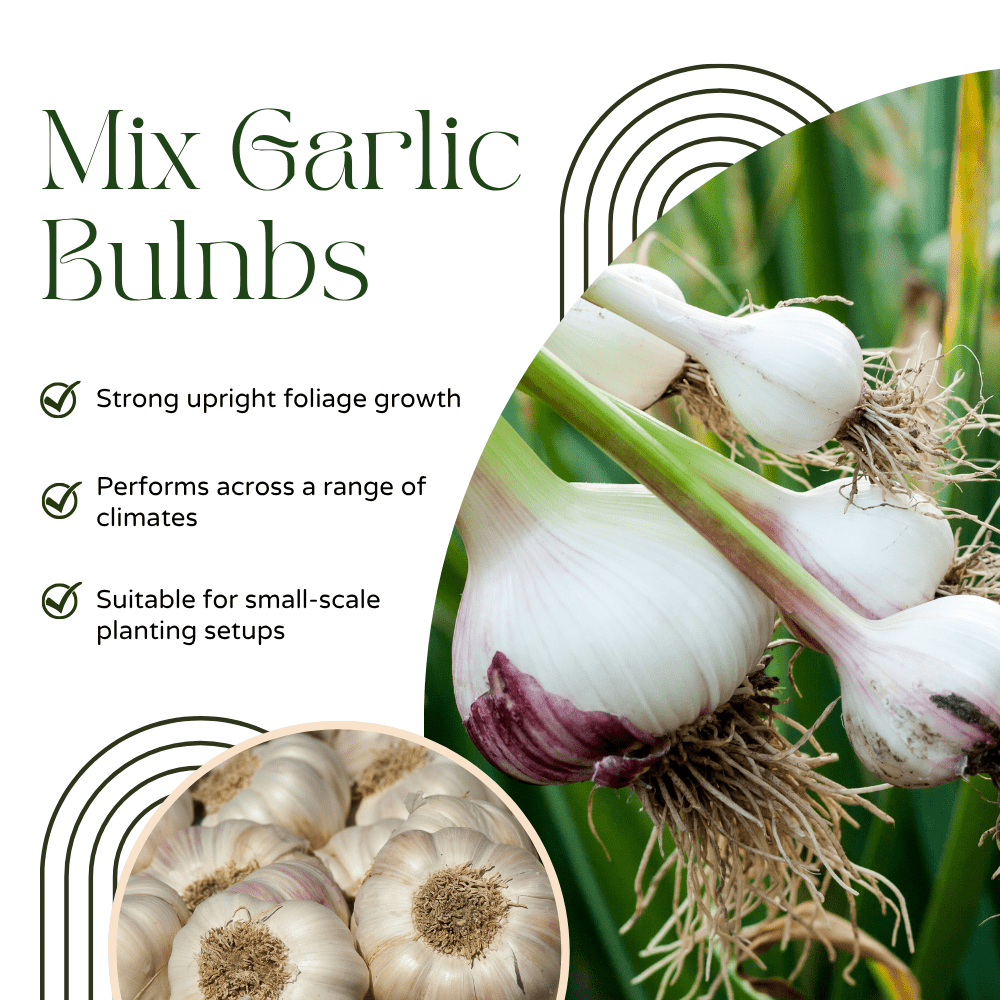 Mix Garlic Bulbs for Planting, Set Garlic Bulbs, 0.5Lb, Assorted Heirloom Garlic for Planting or Culinary Use