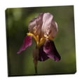 thumbnail image 2 of Gango Home Decor Annemarie's Irises II by Rita Crane (Ready to Hang); One 24x24in Hand-Stretched Canvas, 2 of 4