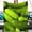 Green, variant on LHSHID 3D Funny Realistic Food Green Pickles Cucumbers Flannel Throw Blankets Soft Cozy Fluffy Winter Fall Blanket Cozy Soft Fuzzy Plush Home Decor for Couch Bed Sofa Living Room Bedroom 40"x50"